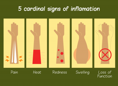 Inflammation Stages